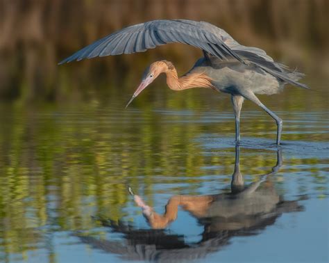 Florida Wildlife Photo Tour Workshop Including Everglades — Slonina