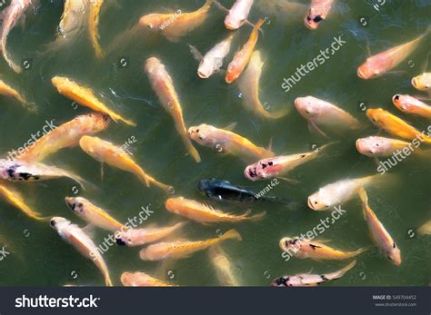 Nile Tilapia Fish In Pond Stock Photo 549704452 Shutterstock