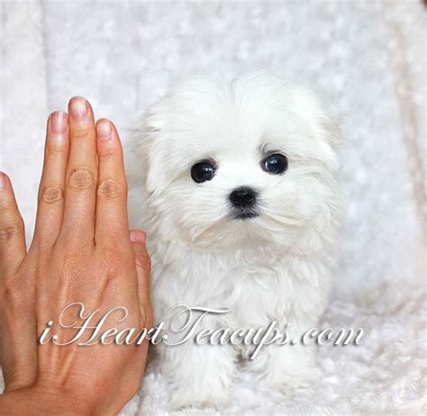 Teacup Puppy Pictures