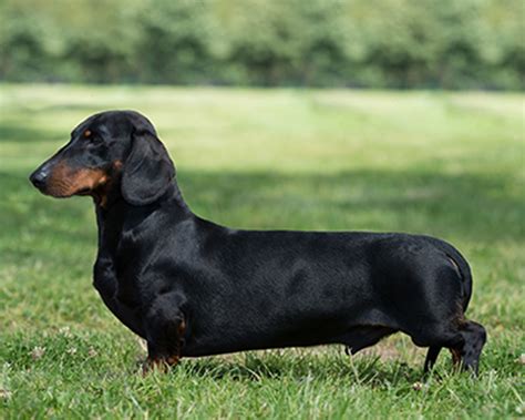 Dachshund Smooth Haired Breeds A To Z The Kennel Club