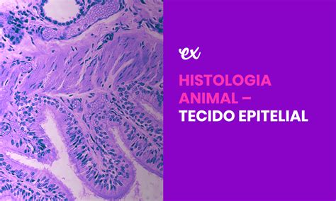 Histologia Animal Tecido Epitelial