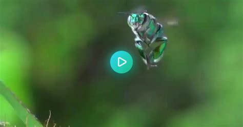 Green Orchid Bee Album On Imgur