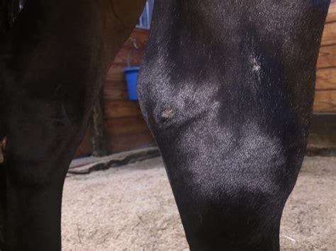 The Worriers Guide To Hock Sores Insightful Equine In 2020 Horse