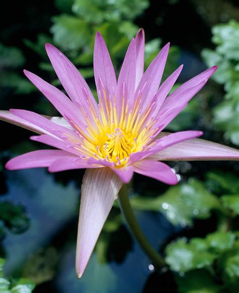 Nymphaea Stellata ‘caerulea Bild Kaufen 12208309 Friedrich Strauss