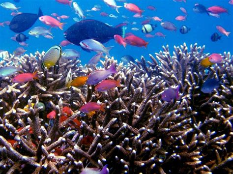 Free Images Underwater Tourism Coral Reef Invertebrate Indonesia