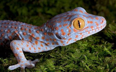 Gecko Lizard Gecko Reptile Animal Hd Wallpaper Peakpx