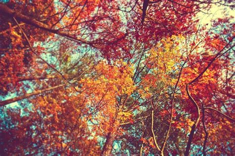 Autumn Leaves Desktop Wallpapers Wallpaper Cave