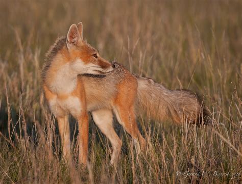 Swift Fox Male Swift Fox Vulpes Velox Native Prairie Flickr
