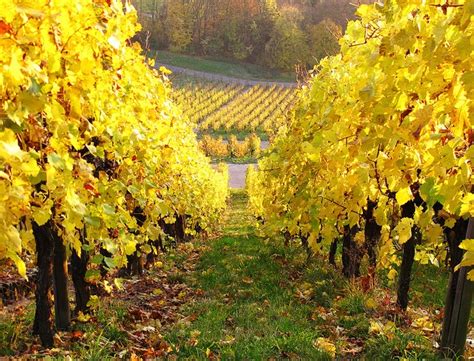 Autumn Vineyard Vineyard Beautiful Tree Landscape