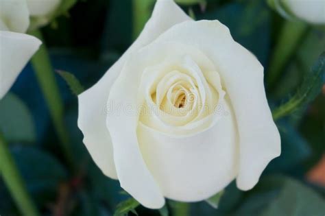 White Roses Stock Image Image Of Flower Present Details 150096005