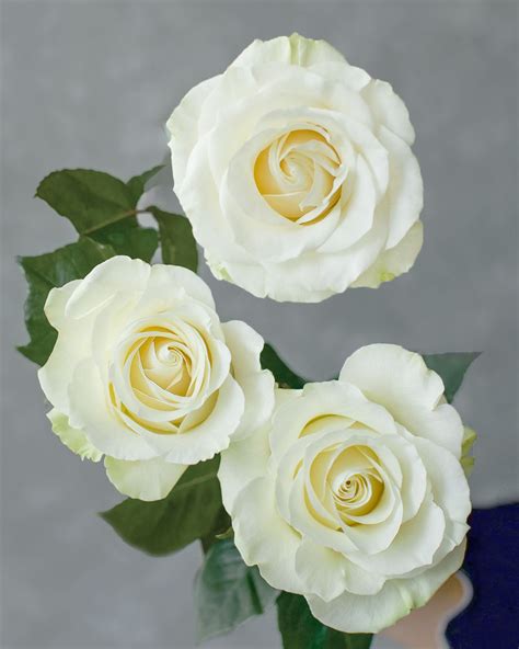 Mondial White Rose Fresh Flowers
