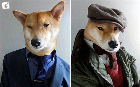 Instagram Must Follow Menswear Dog De Meest Stijlvolle Hond Van