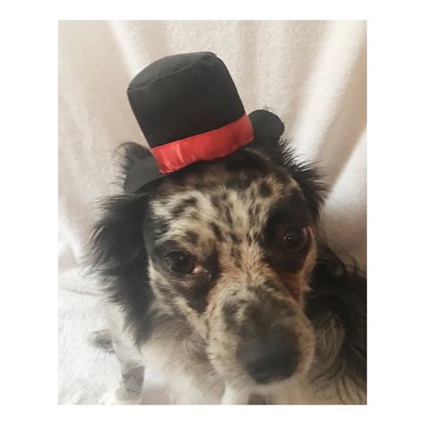 Dog Top Hatpet Top Hat Etsy