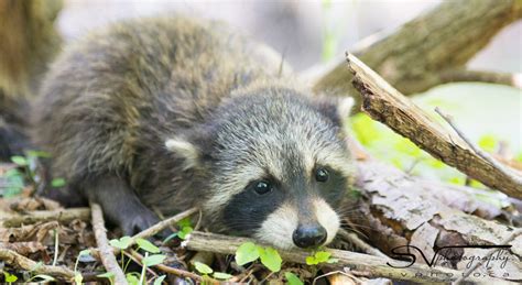 Local Man Risks Life To Save Raccoon Cub Steven Vandervelde Photography
