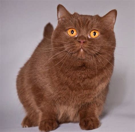 Cinnamon British Short Haired Munchkin Cat British Shorthair Cats