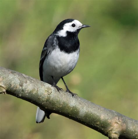 Pied Wagtail By Frank Burns Birdguides