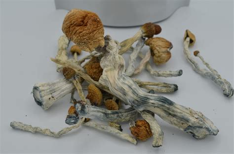 Psilocybin Mushrooms Blue Meanie 28g Thc Herbalist