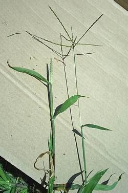 How To Get Rid Of Johnson Grass In Bermuda - how to get rid of johnson grass in bermuda