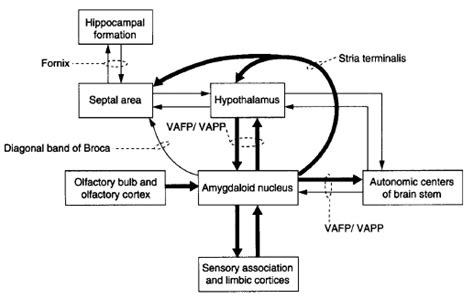 Limbic System Simplified Epomedicine Limbic System Neuron