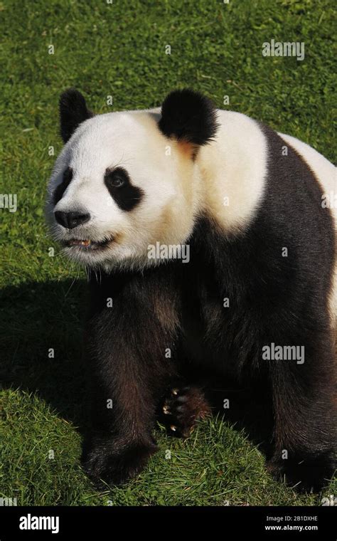 El Panda Gigante Ailuropoda Melanoleuca Adulto Sentado Fotografía De