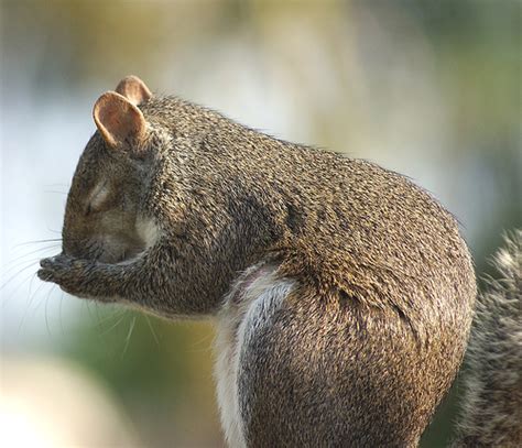 Squirrel Praying 2 Spiritual Musclehead