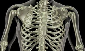 The following outline is provided as an overview of and topical guide to human anatomy: Mapping the body: ribs | Life and style | The Guardian