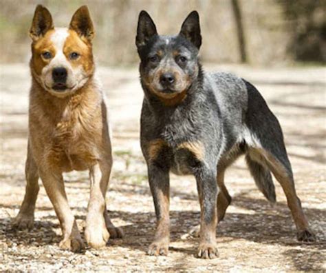 Australian Stumpy Tail Cattle Dog Breed Info Images Videos Faqs