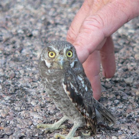 Meet The Elf Owl The Tiniest Owl In The World