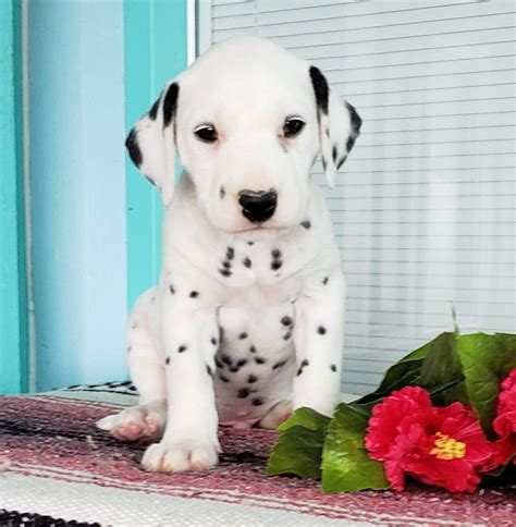 Dalmatian Puppies For Sale Sugarcreek Oh 283569