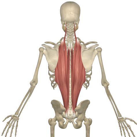 Learn Anatomy And You Muscles For Free 3d Muscle Lab