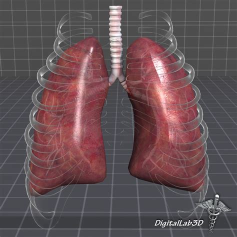 Human Lungs Anatomy 3d Model