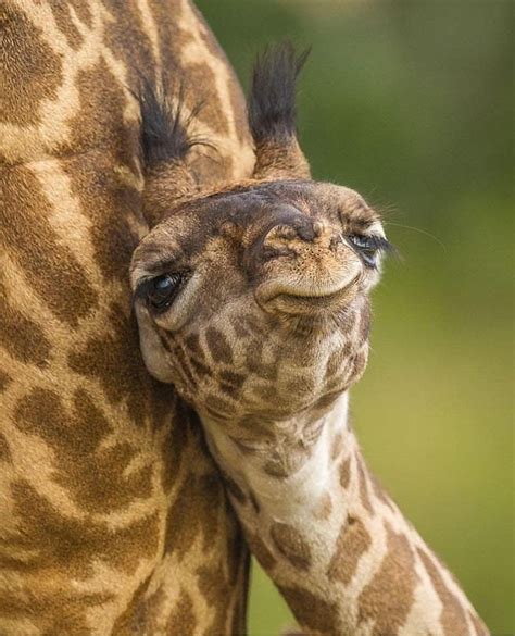 Psbattle This Baby Giraffe Diy Car Picture Car Wallpaper Cute
