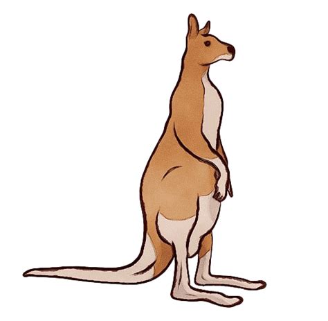 Kangaroo Wallaby Png Free Download Png Mart