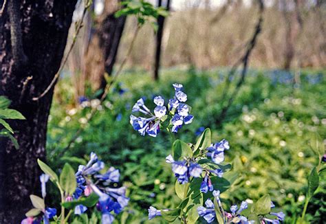 Minnesota Seasons Virginia Bluebells