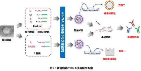 复旦大学和上海交通大学团队使用mrna首次实现新型冠状病毒（sars Cov 2）病毒样颗粒的表达