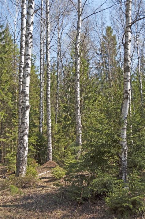 Birch Trees In Spring Forest Stock Image Image Of Bare Land 39538277