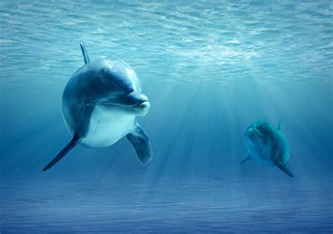 Dolphin 4k Wallpapers Top Free Dolphin 4k Backgrounds Wallpaperaccess