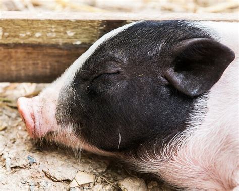 Premium Photo Pig Sleep At Pig Breeding Farm In Nature