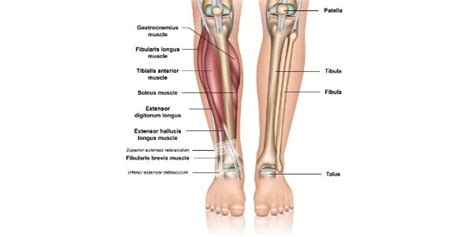 Shin Anatomy Lower Leg Shin Splints Physiotherapy Propel Propel