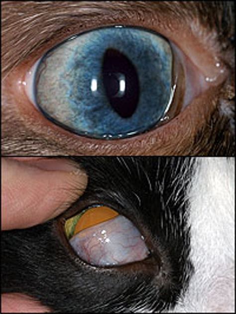 The eyes of a cat are protected not only by the same types of eyelids that people have, but also by the nictitating membrane, which is sometimes called the third eyelid. Why do cats have an inner eyelid as well as outer ones ...