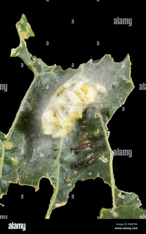 Cocoons Of The Larvae Of A Parasitic Wasp Cotesia Glomerata The Wasp