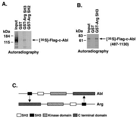 Direct Binding Of The Arg Sh3 Domain To The C Abl C Terminus In Vitro