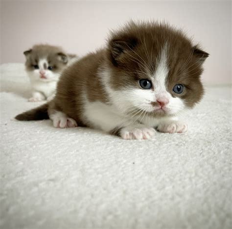 Chocolate British Shorthairs Bombadillo Kittens