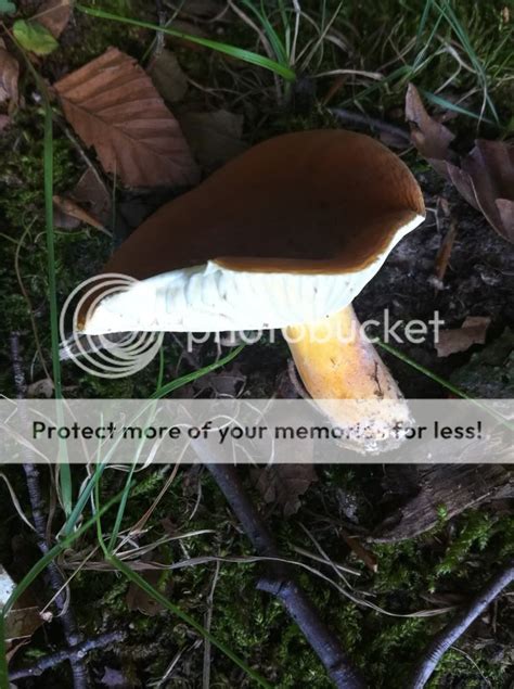 Several Mushroom Id From Central Ohio Mushroom Hunting And