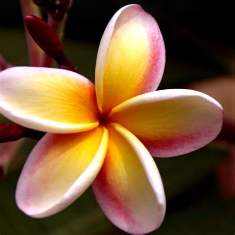 Free for commercial use no attribution required high quality images. Pink and Yellow Plumeria Photograph by Brian Harig