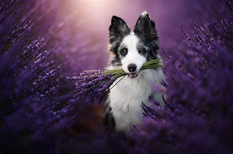Dogs Border Collie Lavender Hd Wallpaper Peakpx