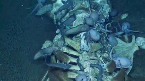 海底に横たわるクジラの死体を貪り食う深海の生物たちの動画 Dna