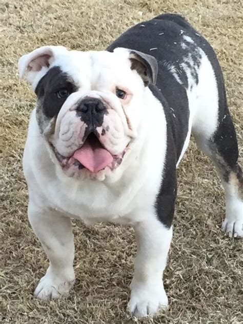 73 Bulldog Puppies In Az Picture Bleumoonproductions