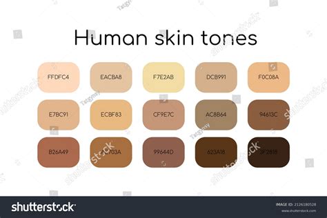 Skin Tones Palette By Color Codes Stock Vector Royalty Free