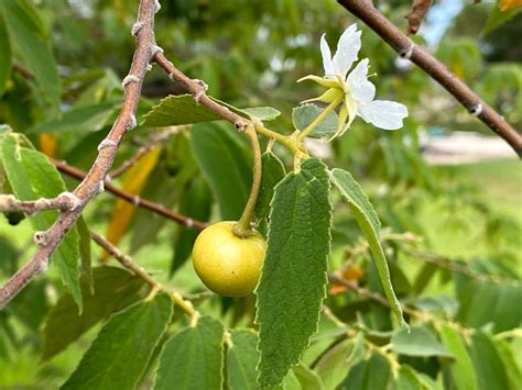 Muntingia Calabura Yellow Jamaica Cherry Seeds Fff Shipping